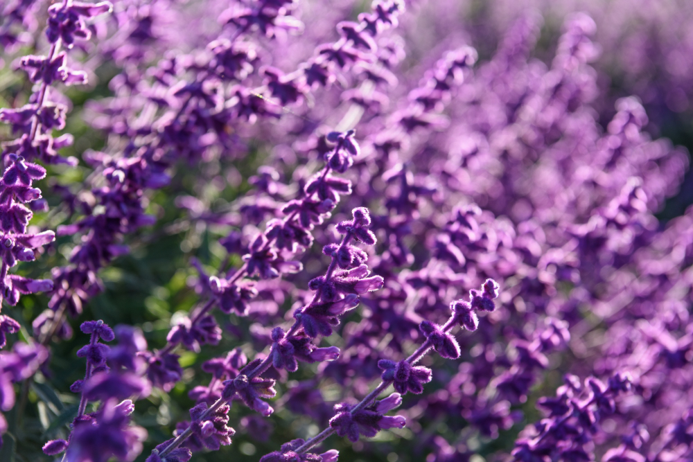 Purple Lavender Closeup Background (1)