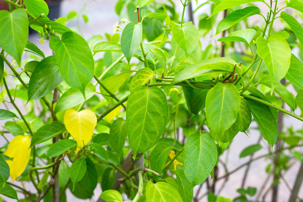 gurmar-medicinal-plant-fresh-leaves-herb