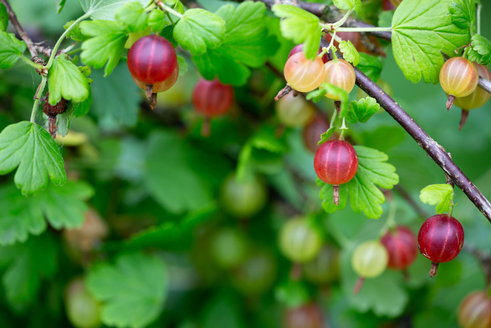 Red Gooseberry Berries Green Background Summer Day Macro Photography