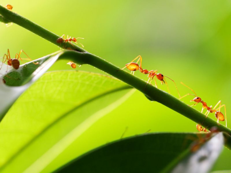 Small Ants Climbing Branches