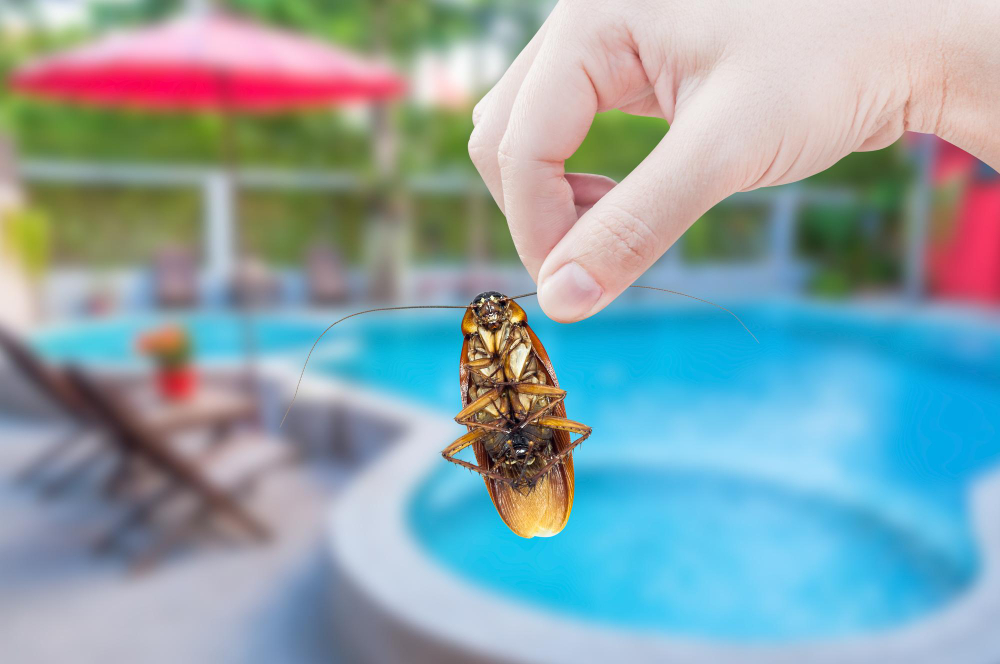 Woman S Hand Holding Cockroach Swimming Pool Background Eliminate Cockroach House Hotel