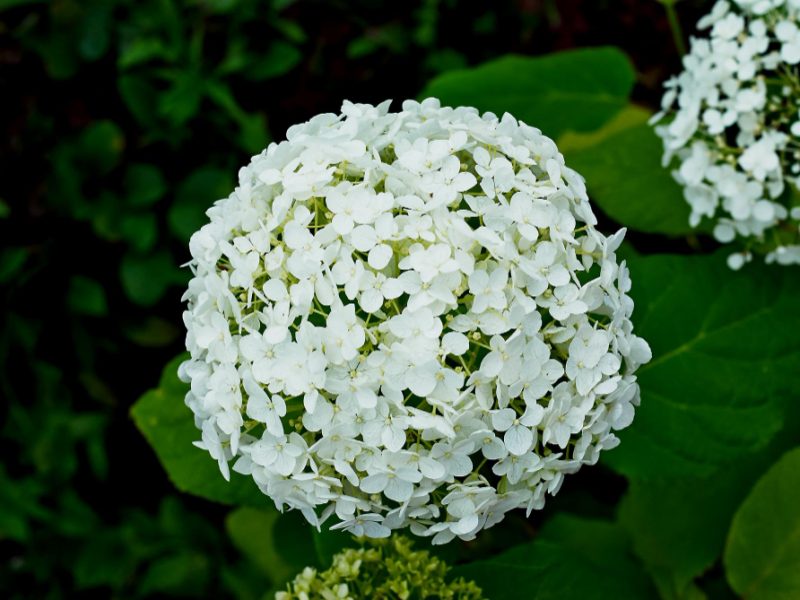 White Hydrangea Paniculata Blossoms Closeup