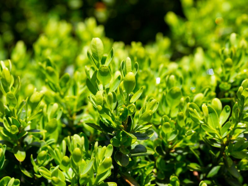 Bright Glossy Young Green Foliage Bush Boxwood Buxus Sempervirens European Box Evergreen Garden Closeup