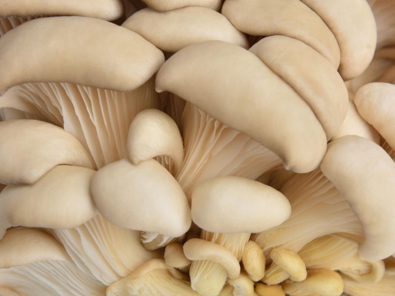 Raw Oyster Mushrooms Close Up