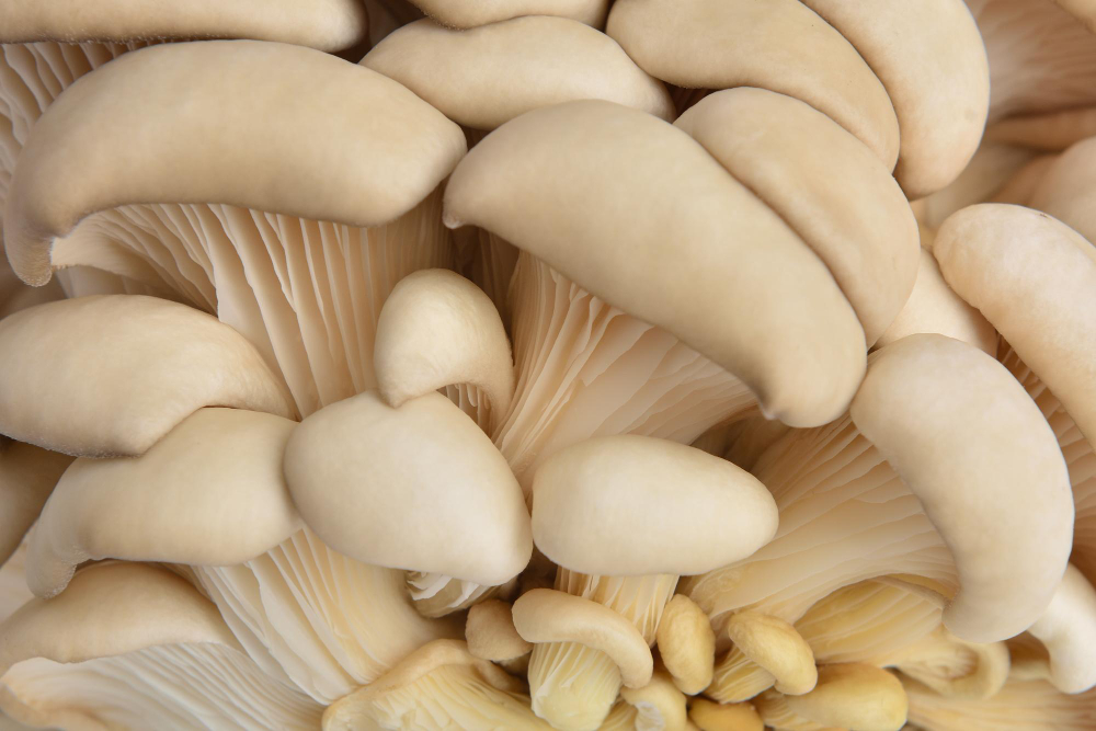 raw-oyster-mushrooms-close-up
