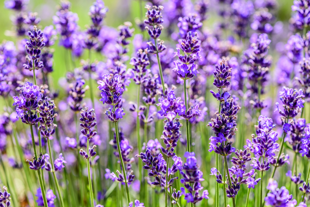 lavender-plant-growing-field-summertime