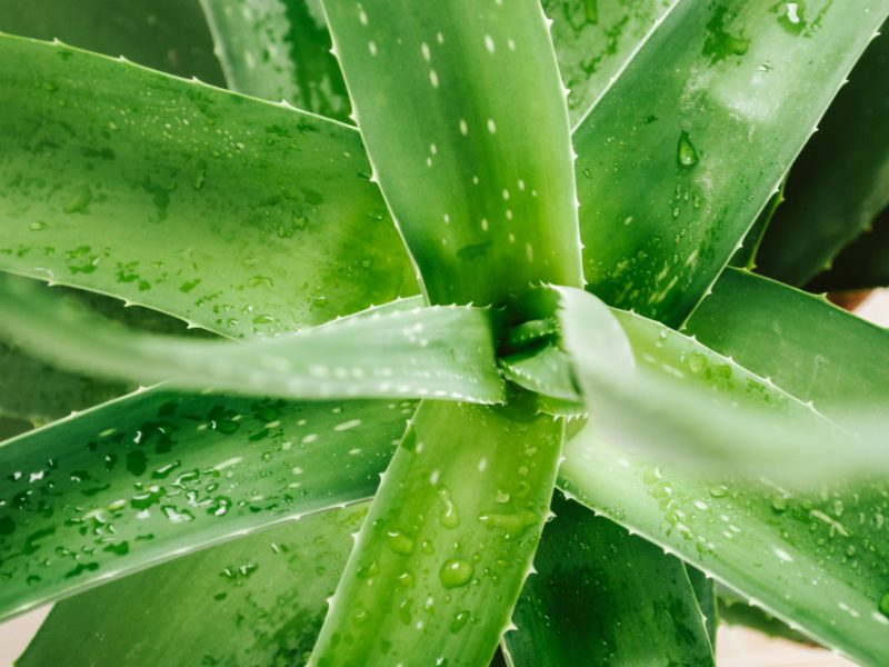 Aloe Plant With Wet Drops Close Up