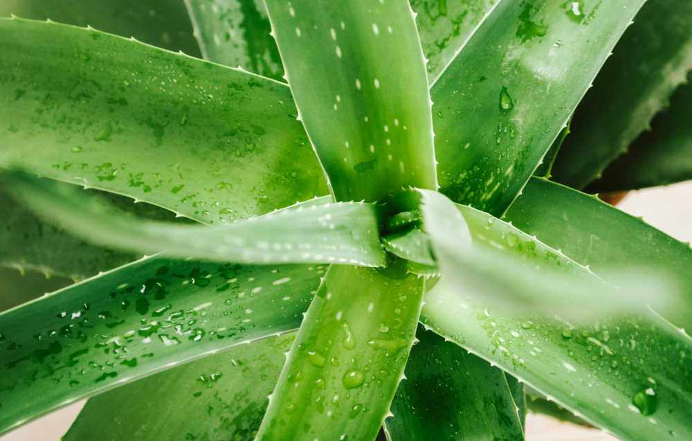 Aloe Plant With Wet Drops Close Up