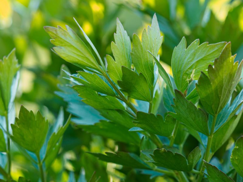 Spices Herbs Lovage Plant Levisticum Officinale Growing Garden