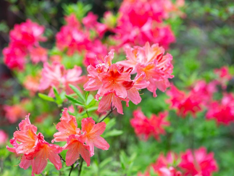 Japanese Rhododendron Rhododendron Japonicum Botanical Garden Blooming Rhododendron Spring Internet Springtime Banner Floral Background