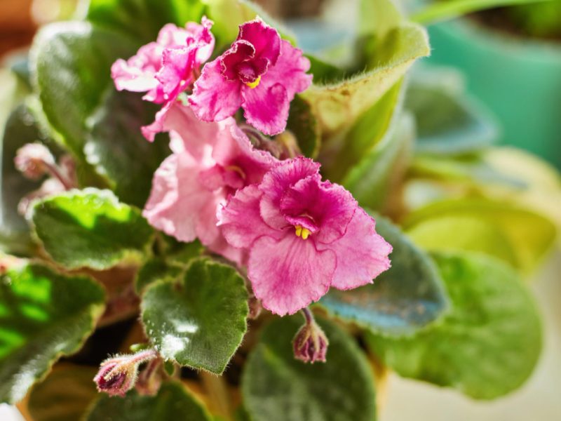 Saintpaulia Varieties Rosie Ruffles Dharrington With Beautiful Pink Flowers