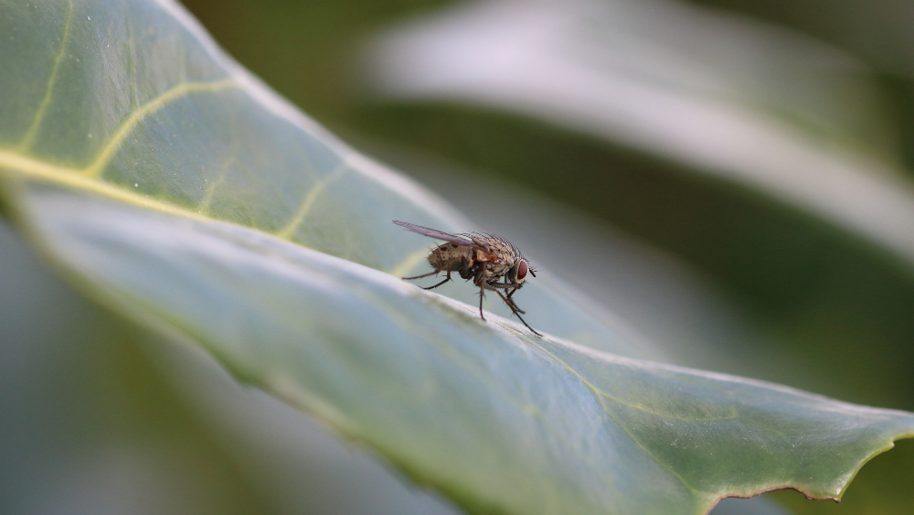 closeup-shot-insect-fly-resting-leaf