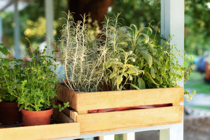 kitchen-herbs-plants-pots-fresh-spices-herbs-balcony-garden-aromatic-spices-growing-home