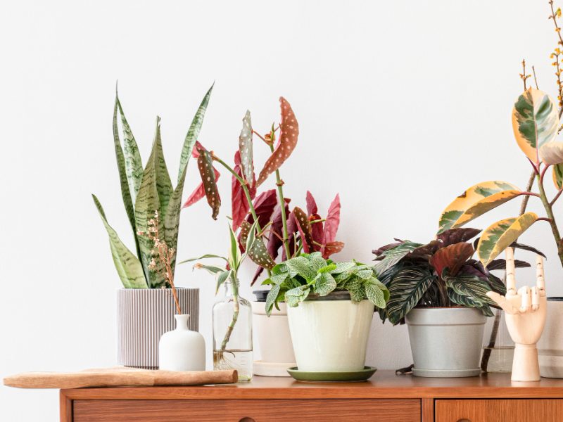 Houseplants Wooden Cabinet