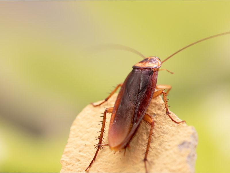 Cockroach Wooden