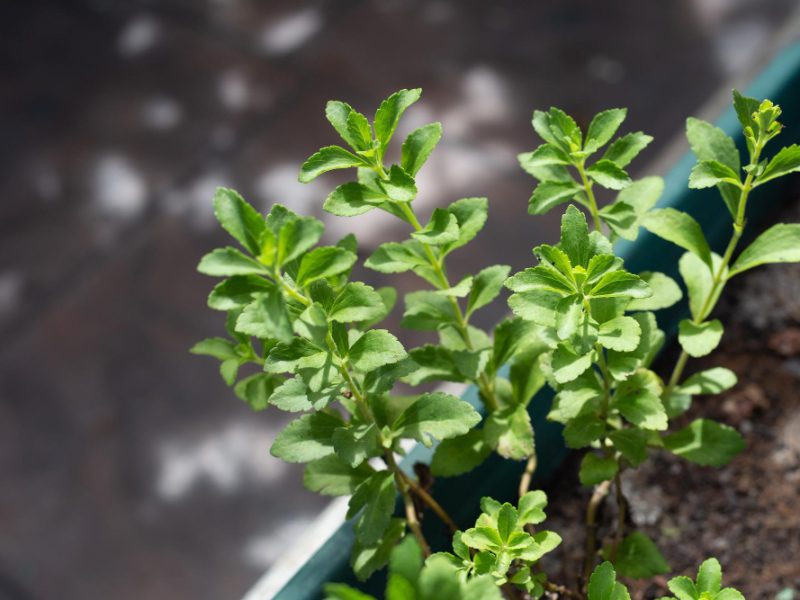 Fresh Green Leaves Stevia Plant