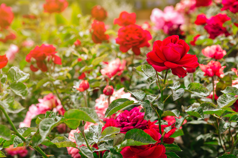 Background Beautiful Red White Pink Roses Blooming Garden During Spring