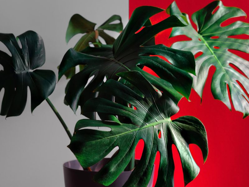 Monstera Plant Indoors Against White Red Wall Wallpaper Idea Space Decoration Apartment Loft