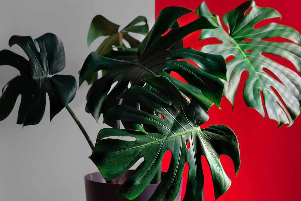 Monstera Plant Indoors Against White Red Wall Wallpaper Idea Space Decoration Apartment Loft