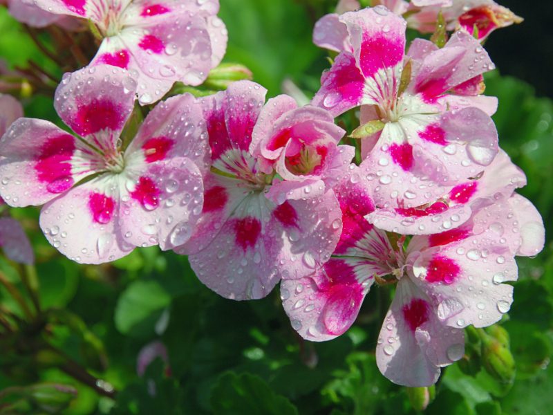 Pink Geranium Flowers With Water Drops After April Shower