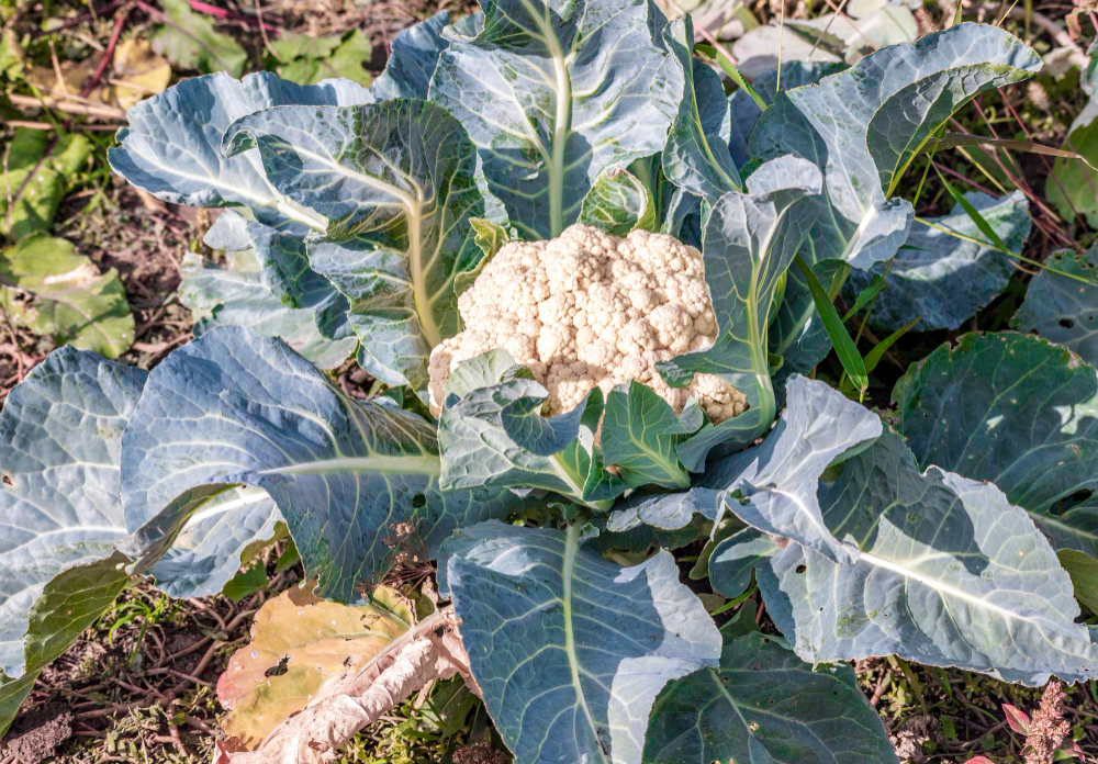 Cauliflower Growing Field