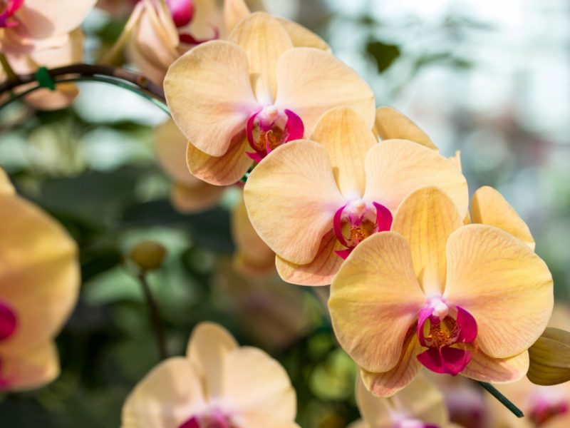Yellow Phalaenopsis Orchid Flower