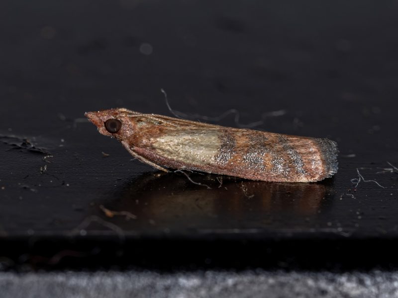 Adult Indian Meal Moth Species Plodia Interpunctella
