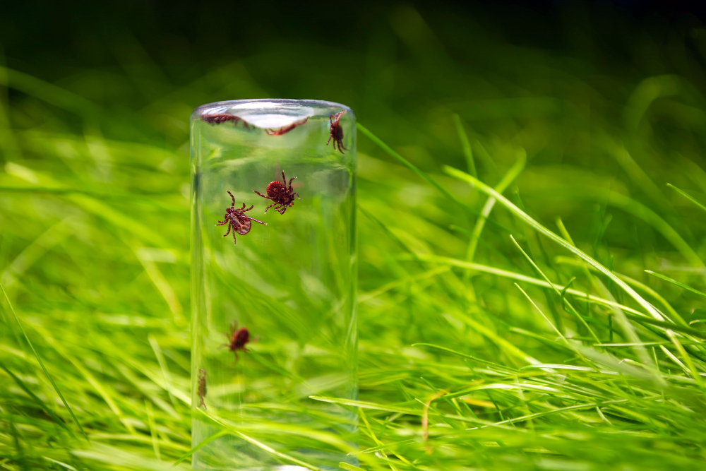 Tick Glass Bottle Background Grass