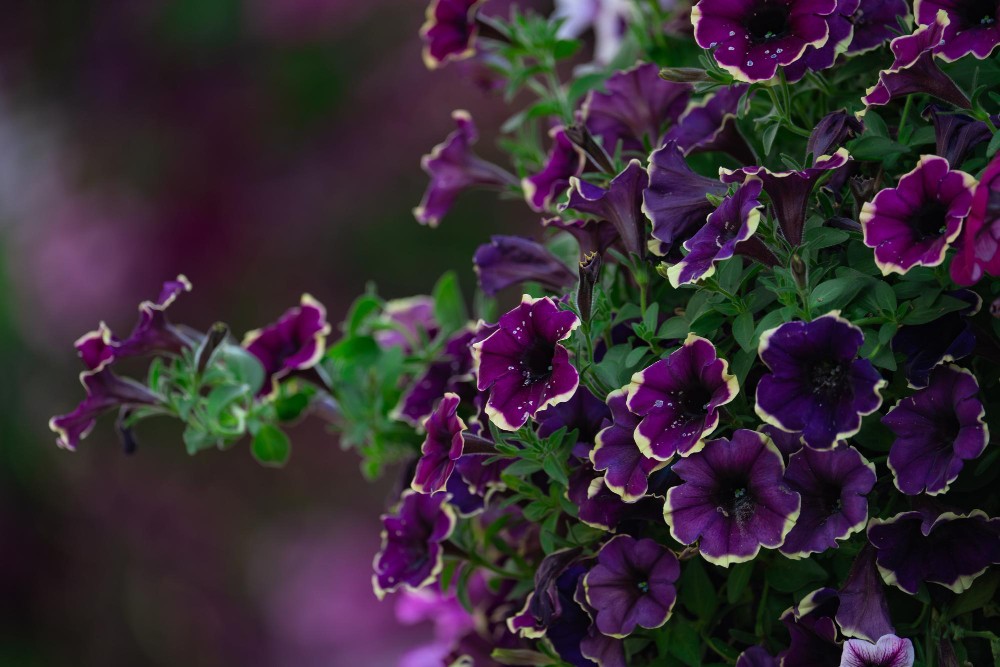 floral-background-blooming-colorful-lush-petunia-bushes-flower-bed-sunny-day