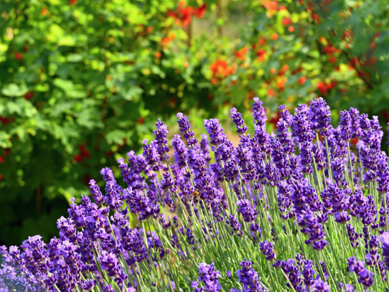 Beautiful Natural Background Garden With Blooming Lavender Flower