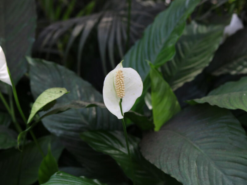 Spathiphyllum Kochii Peace Lily Plant With Blur Background Beautiful Natural Wallpaper