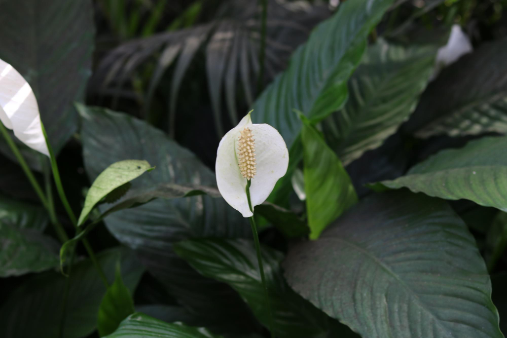 spathiphyllum-kochii-peace-lily-plant-with-blur-background-beautiful-natural-wallpaper
