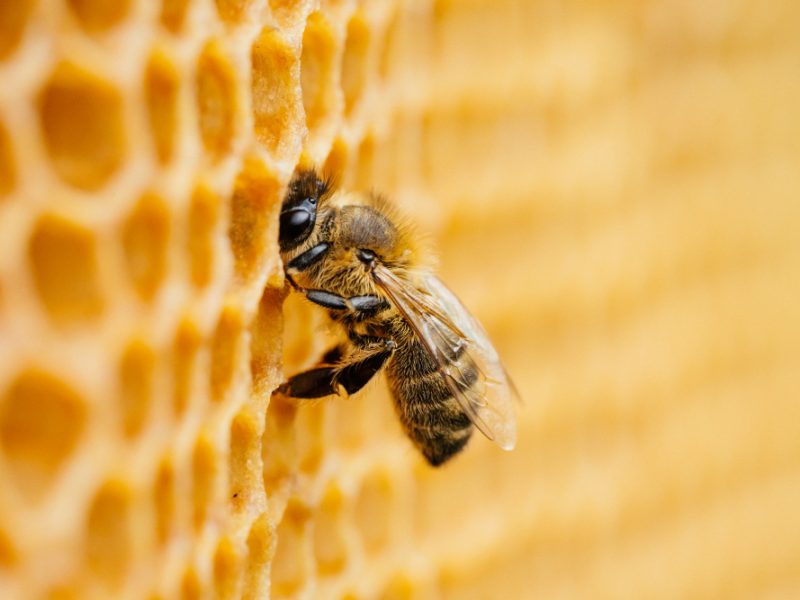 Macro Photo Working Bees Honeycombs Beekeeping Honey Production Image