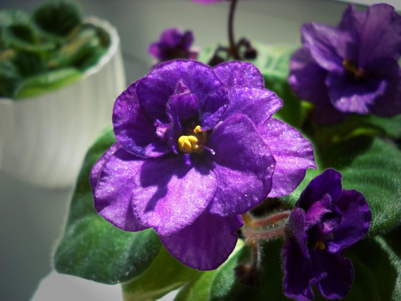 Uzambara Violet Saintpaulia Violet Color With Fluffy Green Leaves Around Beautiful Purple Terry Flower Numerous Thin Villi Light Dark Vignetting Closeup Home Floriculture