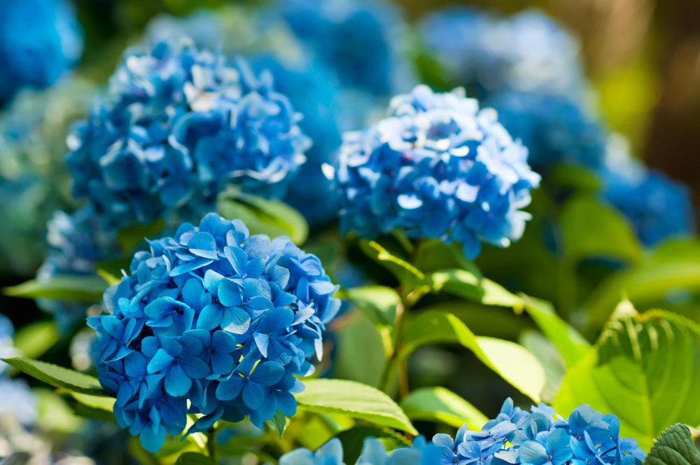 Many Blue Hydrangea Flowers Growing Garden Floral Background