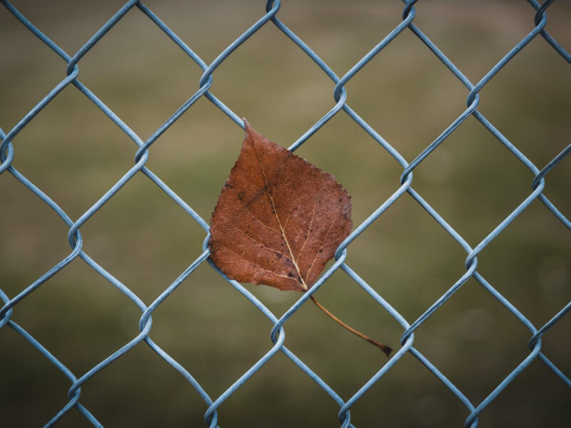 Closeup Shot Brown Leaf Chain Link Fence