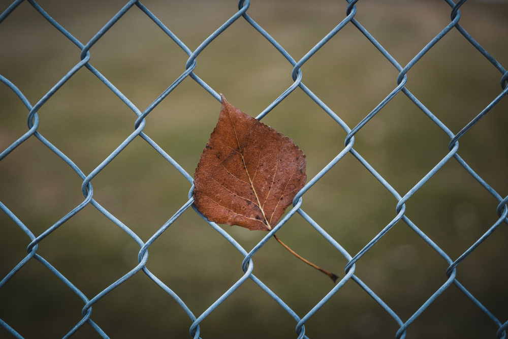Closeup Shot Brown Leaf Chain Link Fence