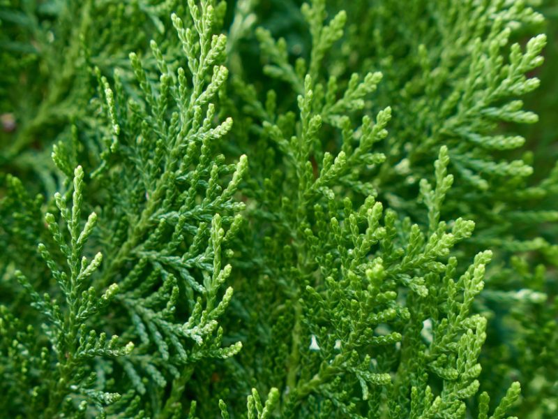 Green Background Small Twigs Thuja
