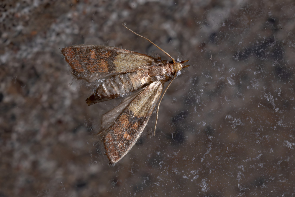 indian-meal-moth-species-plodia-interpunctella