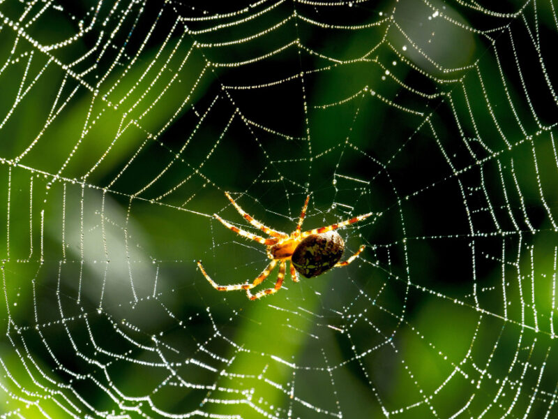 Closeup Spider Spider Web