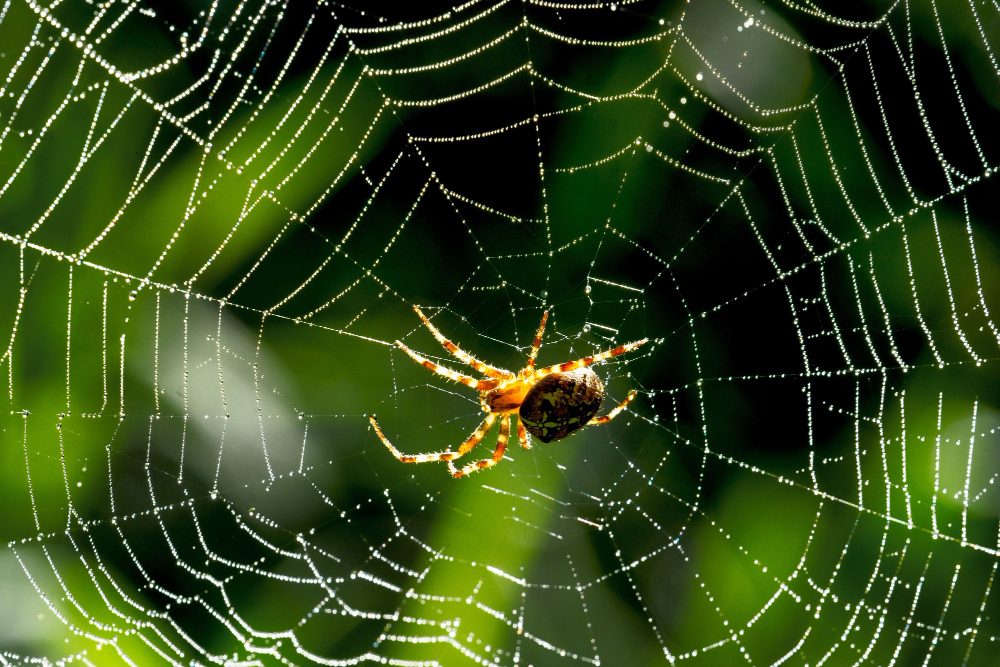 Closeup Spider Spider Web