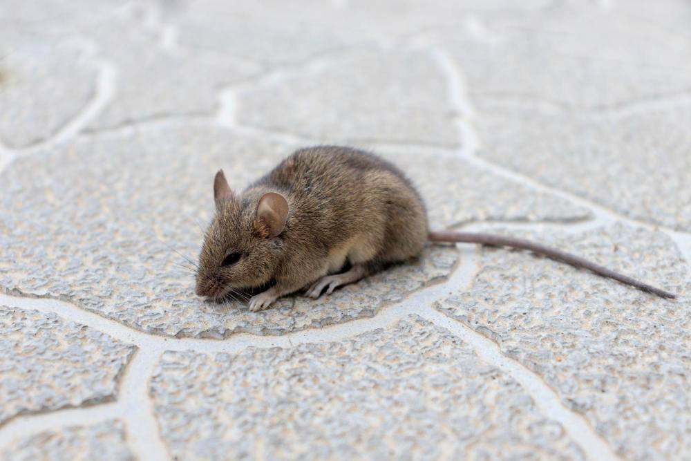 Closeup Mouse House Mouse Cement Background