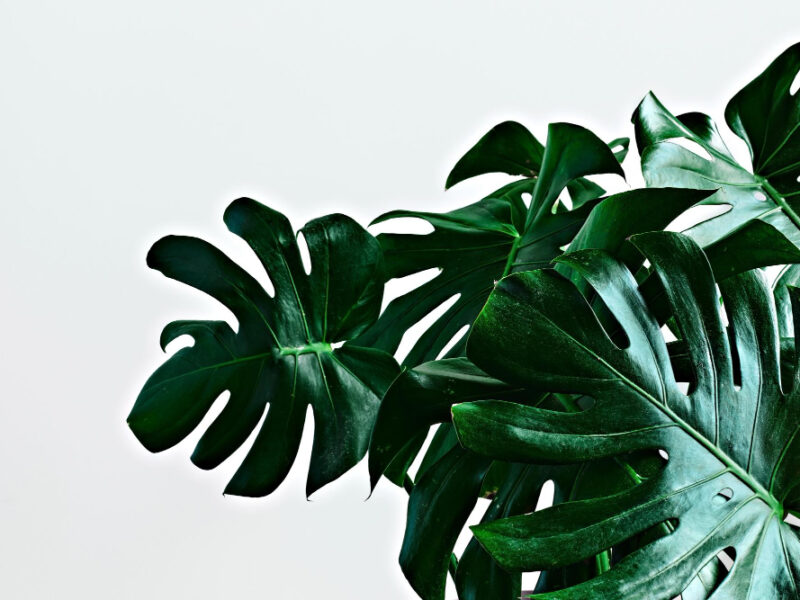 Large Green Leaves Tropical Monstera Light Gray Background With Copy Space Closeup Selective Focus Scandinavian Style Room Interior