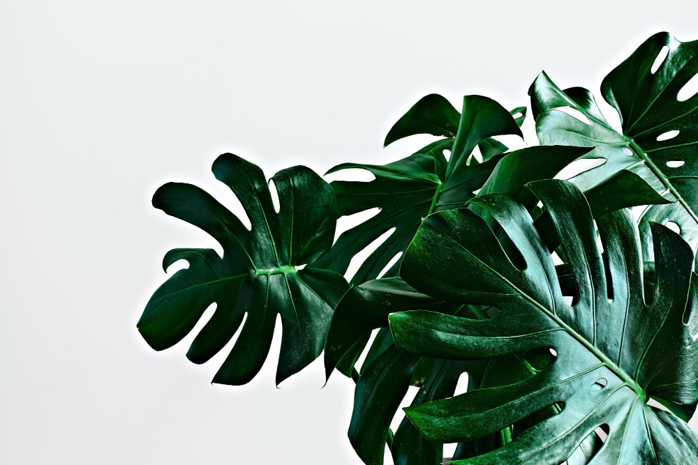 Large Green Leaves Tropical Monstera Light Gray Background With Copy Space Closeup Selective Focus Scandinavian Style Room Interior