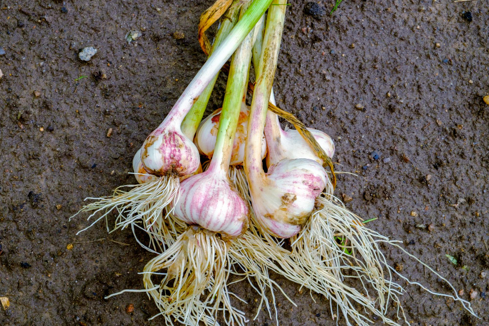 Garlic Freshly Picked Garlic Heads Ground Closeup
