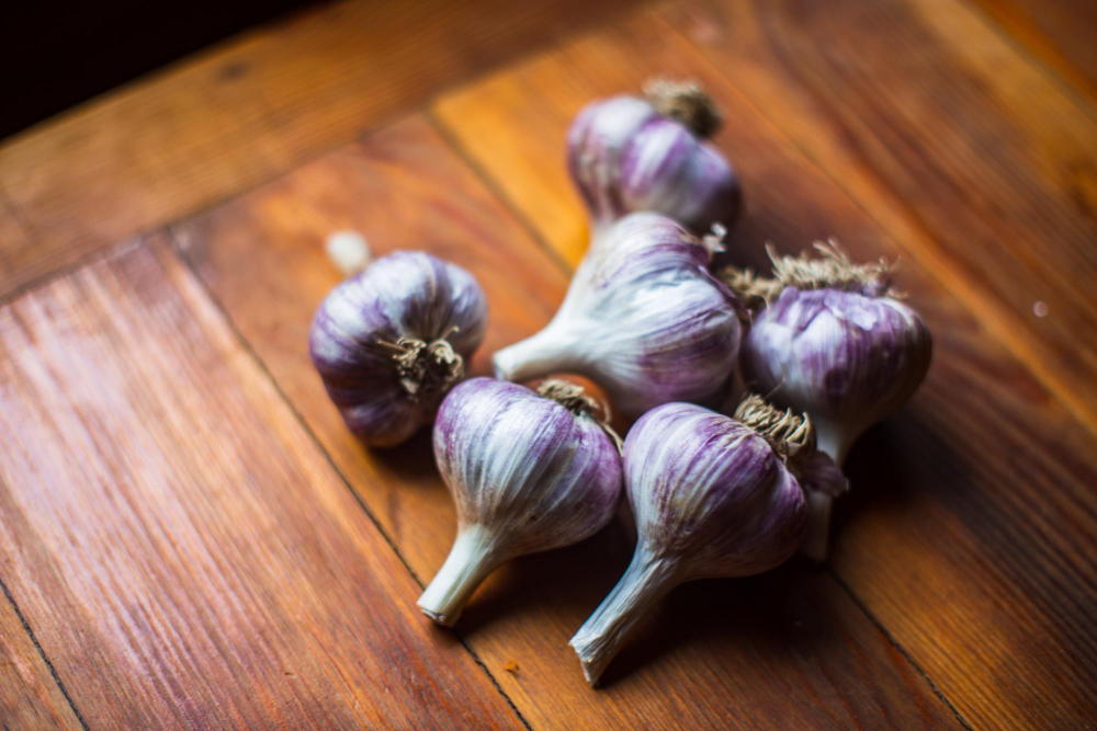 garlic-harvest-collected-garden-plantation-work-autumn-harvest-healthy-organic-food-concept-close-up-with-selective-focus
