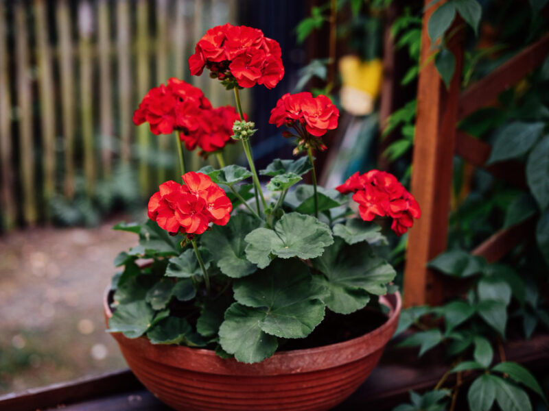 How Grow Geraniums Pelargoniums Gardening Red Pelargoniums Bloom Garden