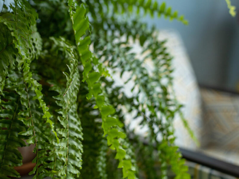 Indoor Fern Leaves Bright Room