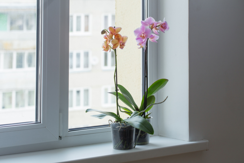 Beautiful Orchids Windowsill