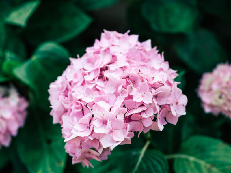 Hydrangea Flower Closeup